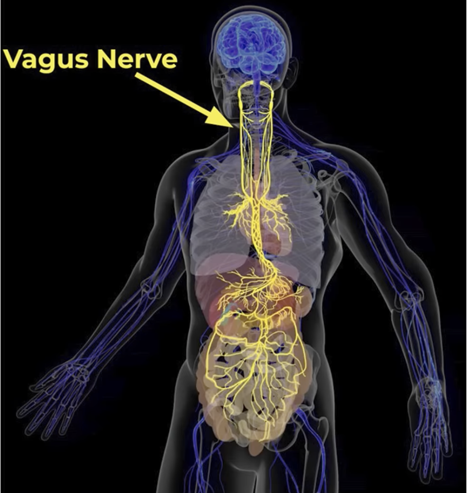 THE SURPRISING ROLE OF THE VAGUS NERVE IN HEALTH: UNDERSTANDING THE MIND BODY CONNECTION 